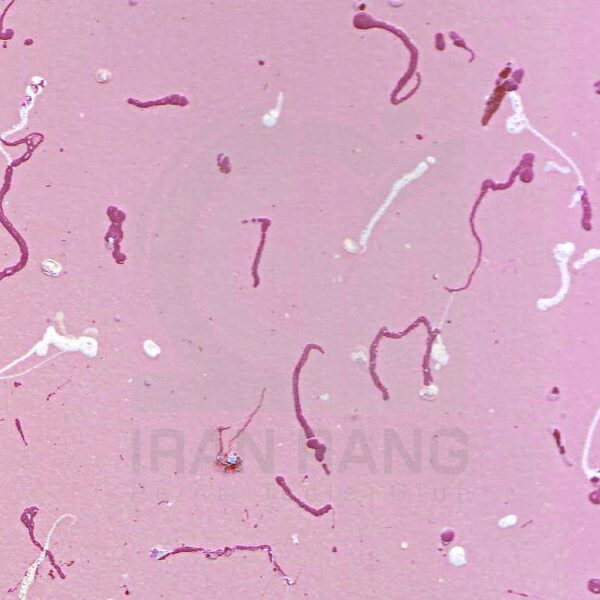 201 مولتی کالر 201 اطلس گالن (کارتن 4 عددی)